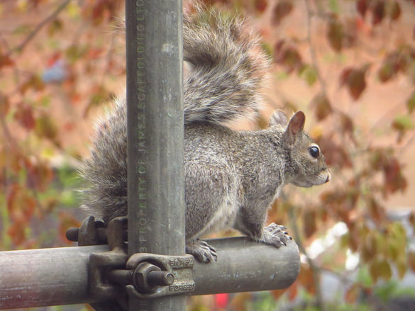 Squirrel Removal Near Me - Lincoln, NE