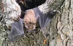 Bat Removal Omaha | Brown Bat Removal