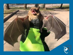 Bat Removal Omaha | Brown Bat