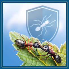 Ant Control Pest Control Omaha