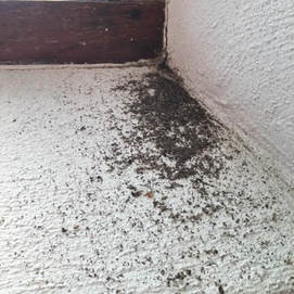 Bat Removal Omaha | Signs You Have Bats - Bat Guano on Siding of Home