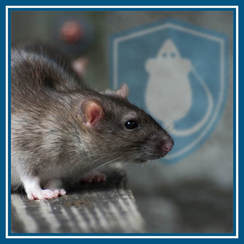 Omaha Rodent Control Company