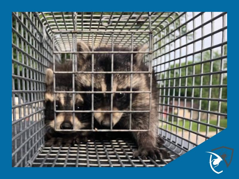 Wildlife Trapping Service Des Moines