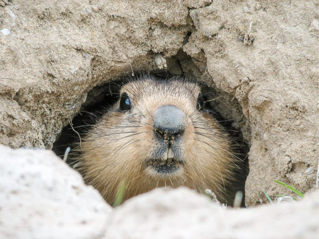Groundhog removal & trapping services in Omaha, Des Moines, Lincoln, and beyond.