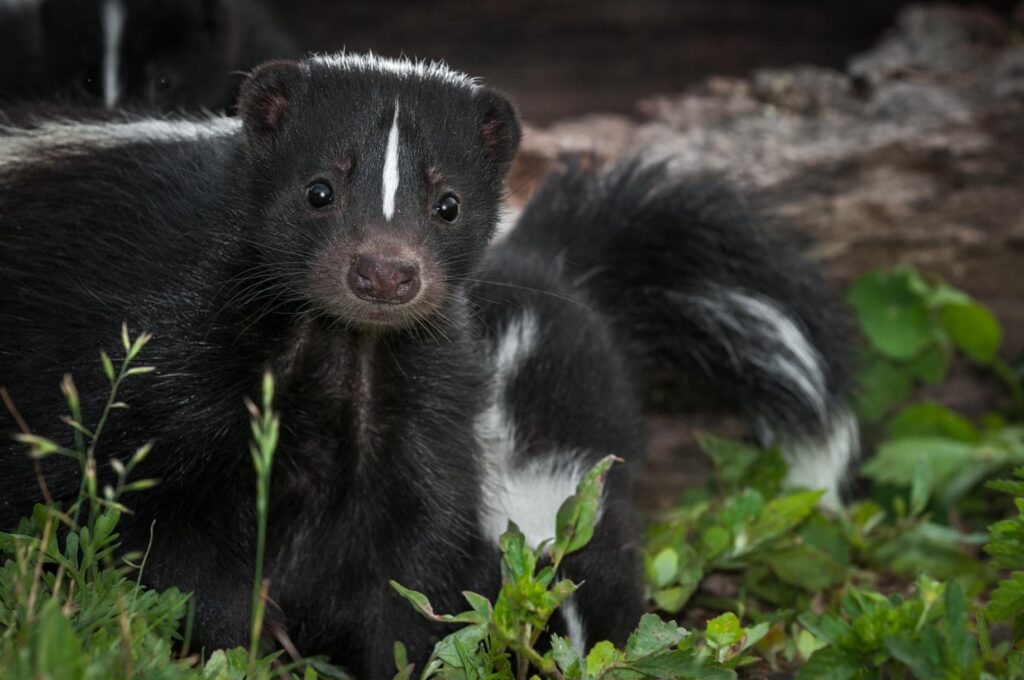 Skunk season is here! Learn how to protect your yard and home with these practical skunk prevention tips.