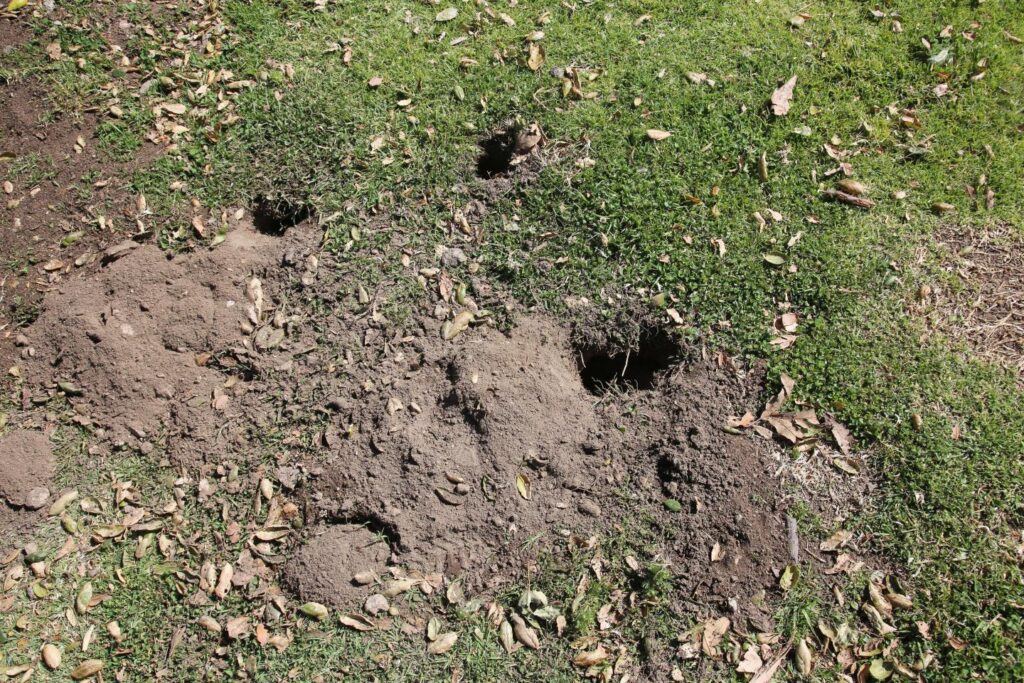 AdobeStock 423452761 1 – Genuine Pest Control Prevent Groundhogs from Wrecking Your Yard