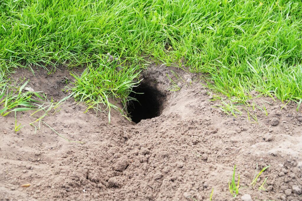 AdobeStock 630574229 – Genuine Pest Control Spot Gophers Early