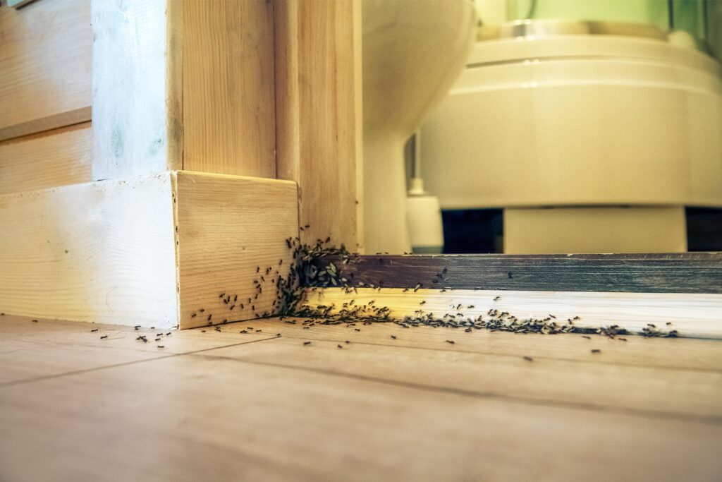 AdobeStock 779865333 – Genuine Pest Control why ants invade homes