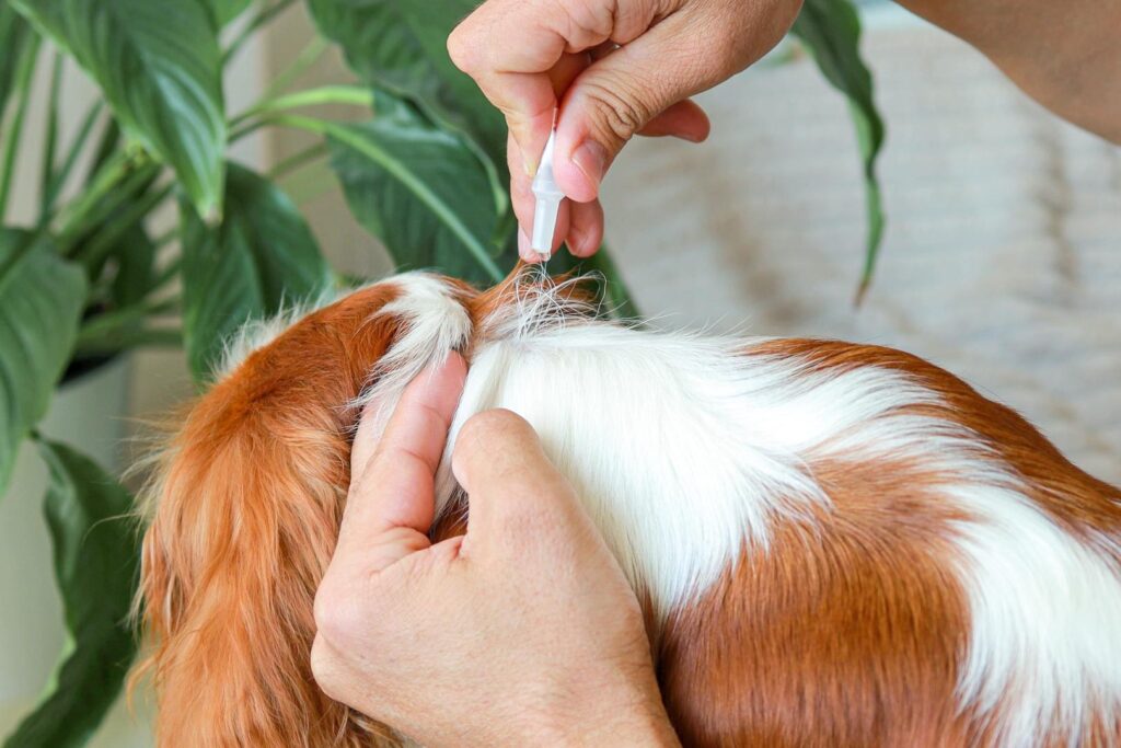 Prevent Ticks in Your Yard