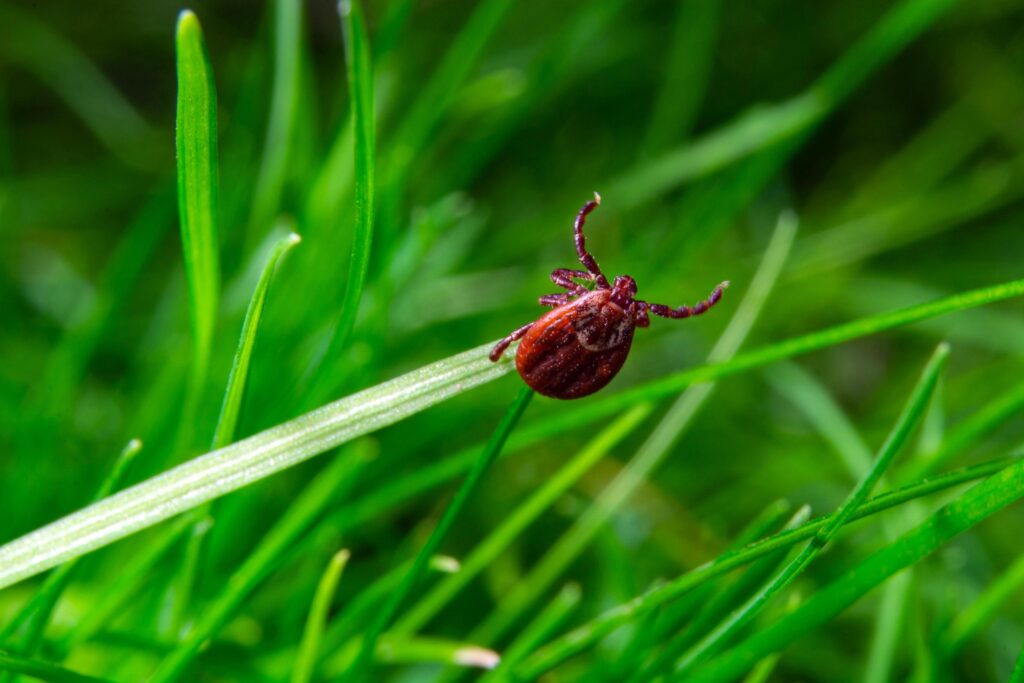 Prevent Ticks in Your Yard