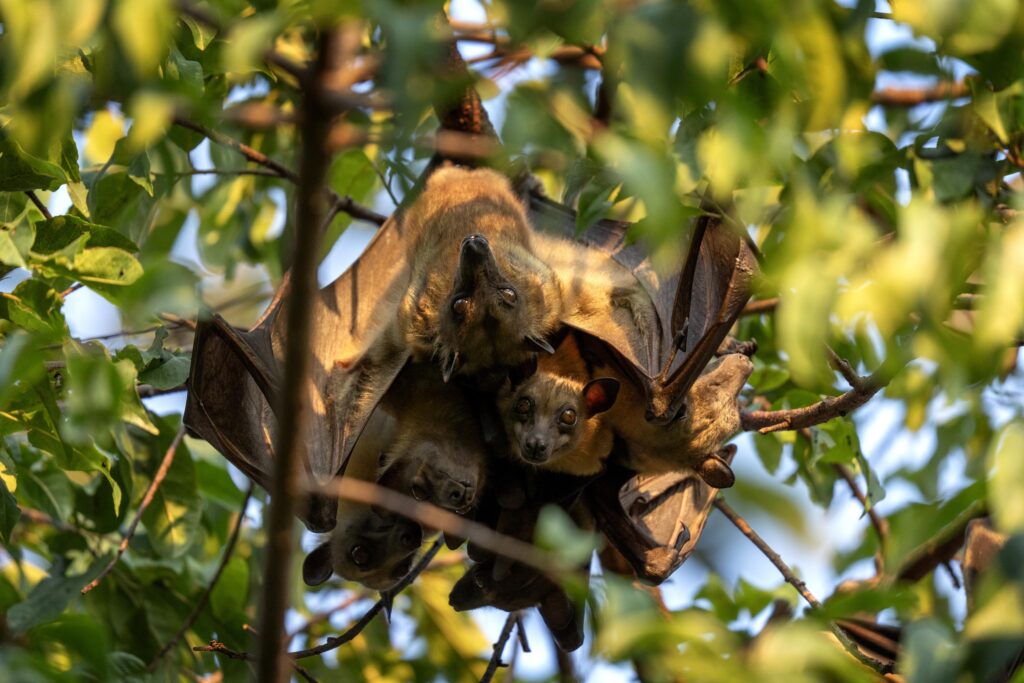 AdobeStock 1337209892 – Genuine Pest Control Remove Bats from Your Home