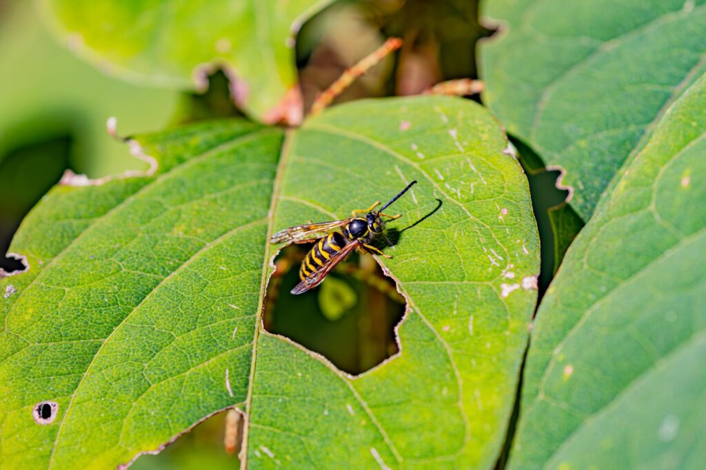 AdobeStock 1026593304 – Genuine Pest Control AdobeStock 1026593304 – Genuine Pest Control