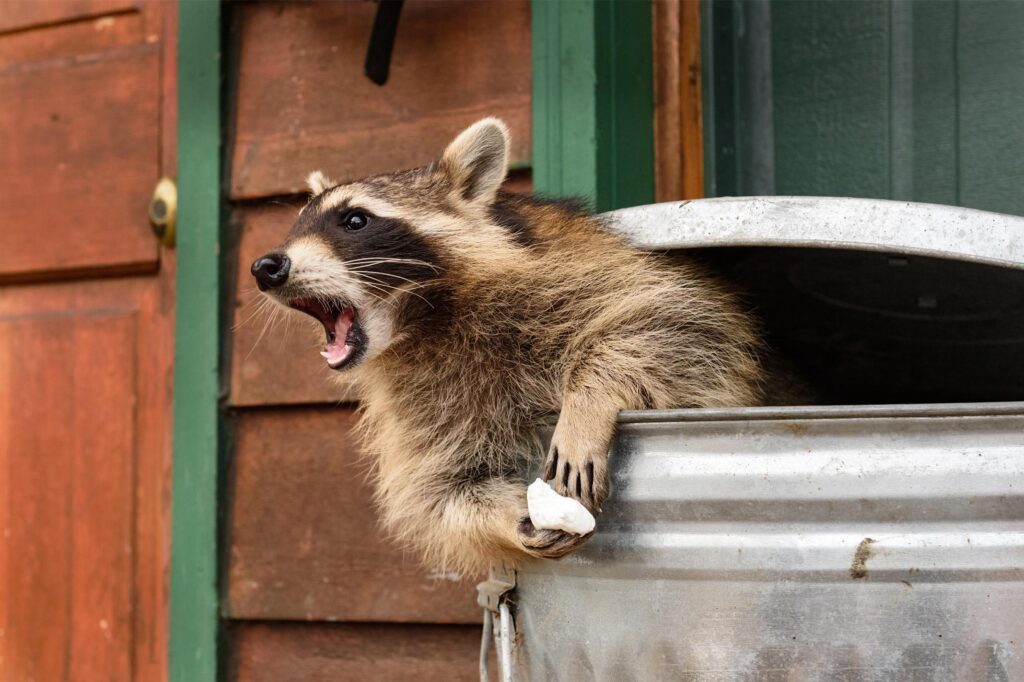 Raccoons in the Attic