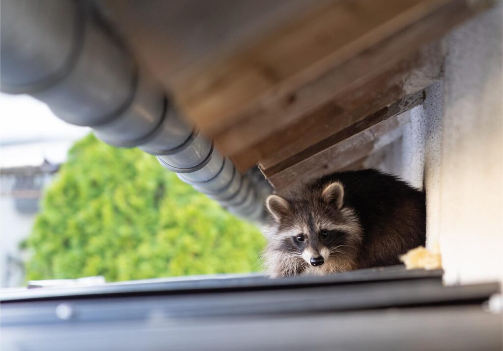 AdobeStock 431287292 – Genuine Pest Control Clean Up After a Raccoon Infestation