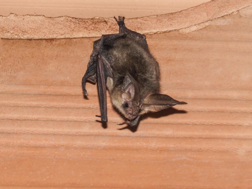 Close-up of a bat hanging near an attic or roofline entry point